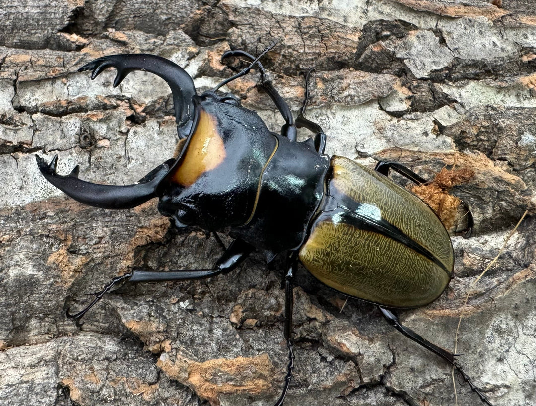 【WD】《ラコダールツヤクワガタ 76mm ペア》