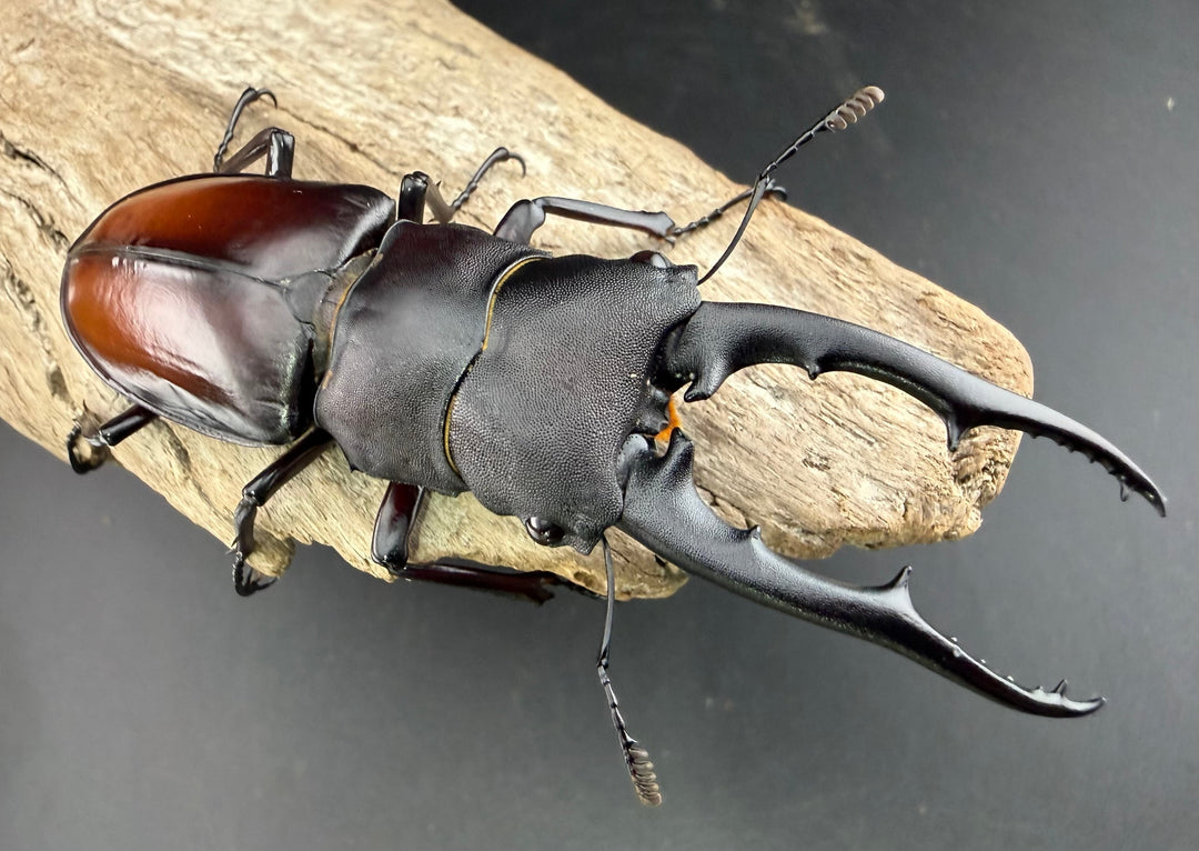 【WD】《ツカモトフタマタ 83mm ペア》