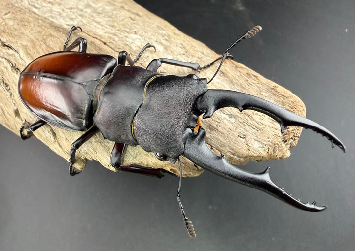 【WD】《ツカモトフタマタ 83mm ペア》