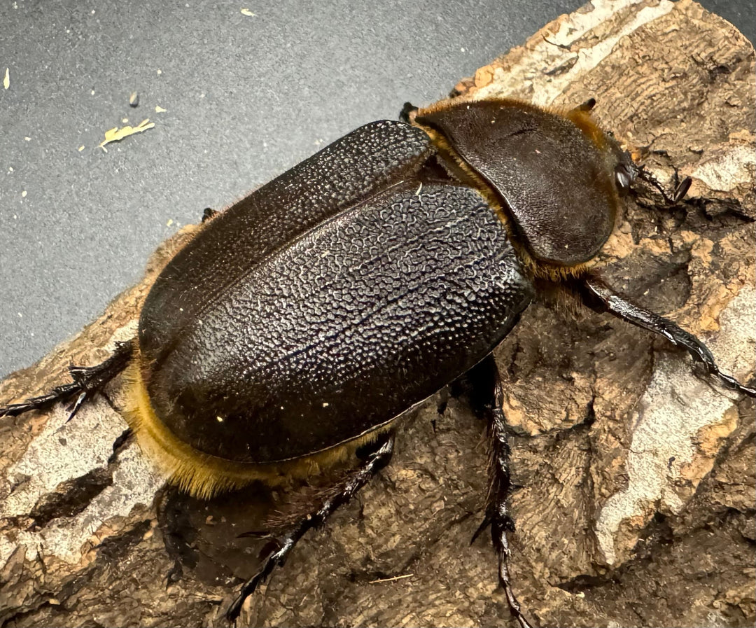 《ヘラクレス・ヘラクレス 126mm ペア》