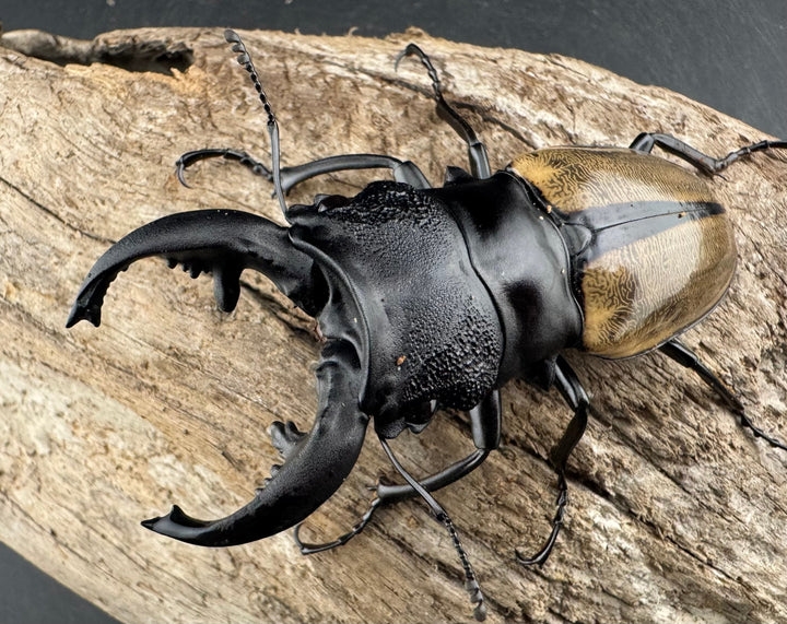 【WD】《ルデキンツヤクワガタ 72mm ペア》