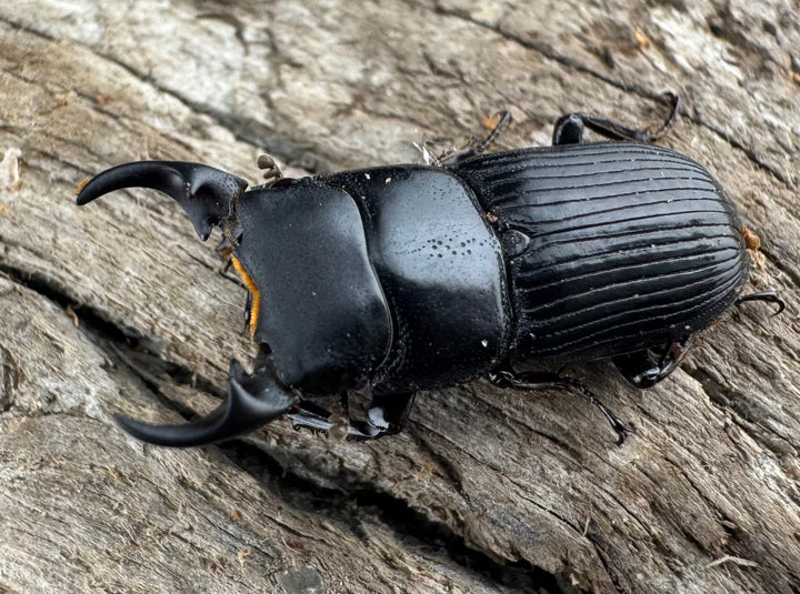 【WD】《ラエビコリスネブトクワガタ 20.5mm ペア》