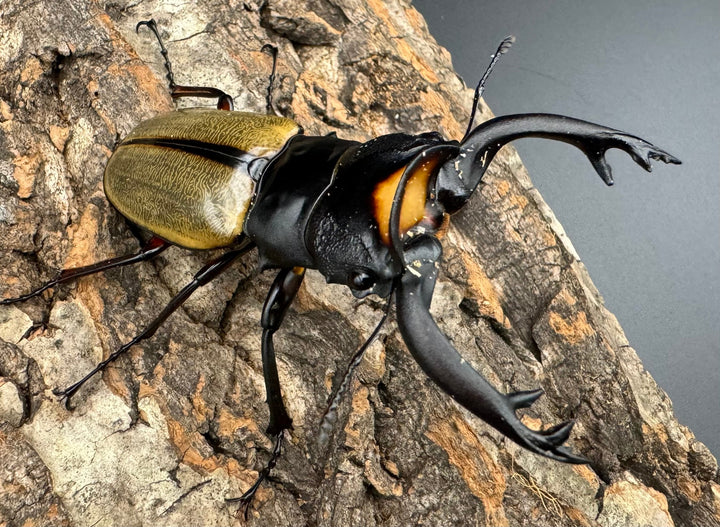 【WD】《ラコダールツヤクワガタ 77.5mm ペア》