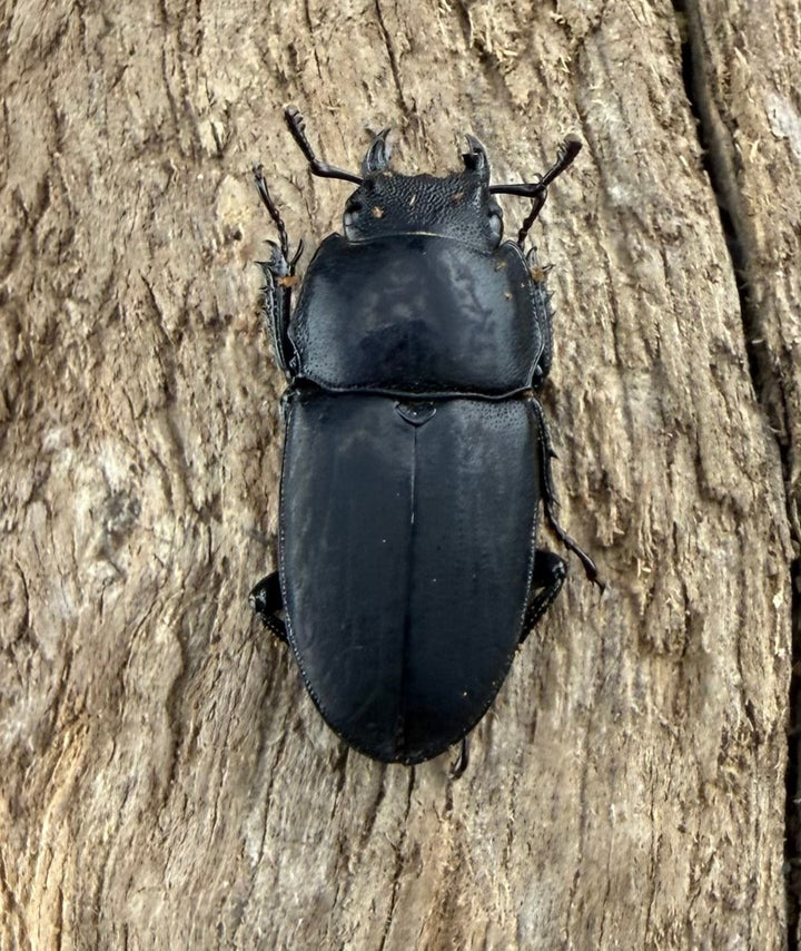 【WF3】《メタドルクス ロトゥンダトゥス 20.5mm ペア》