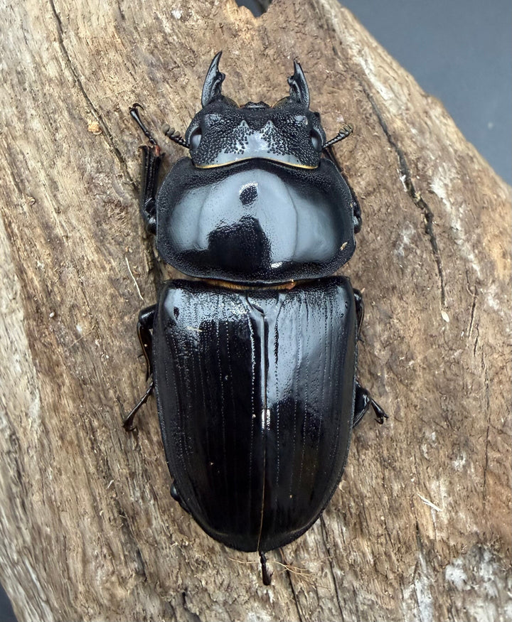 《オオクワガタ 能勢SR血統 53.5mm ♀単》