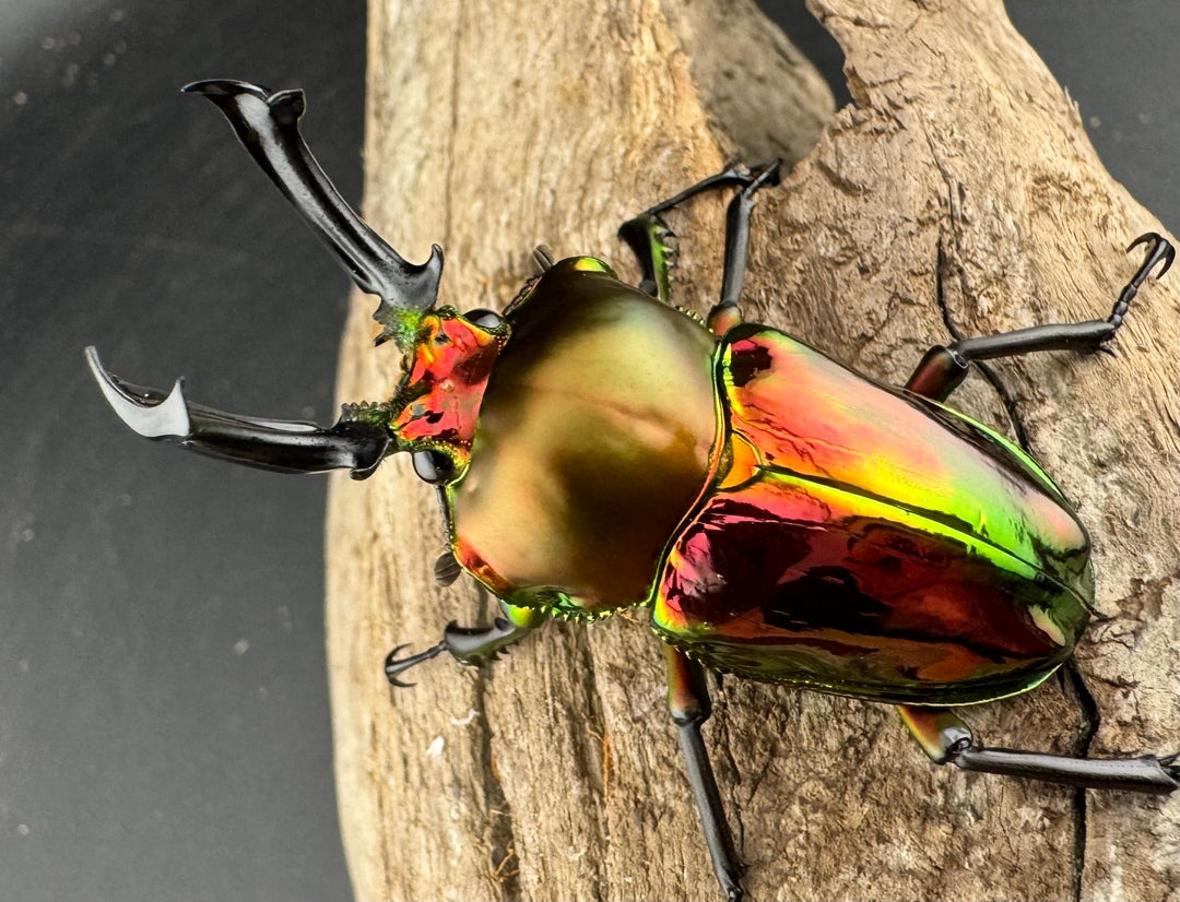 《ニジイロクワガタ 53mm ペア》