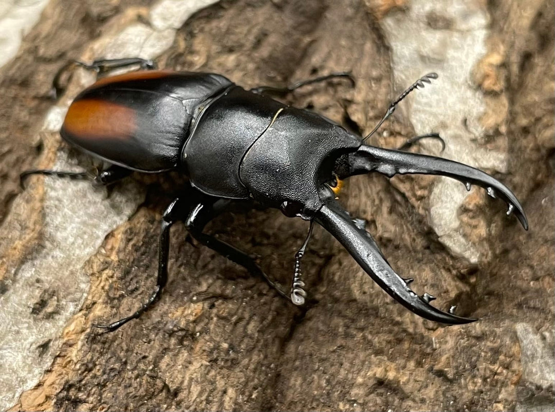 【WD】超貴重種《スピネウスノコギリクワガタ 40.5mmUP ペア》