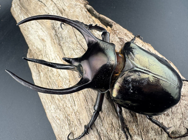 【WD】《ミンダナオアトラスオオカブト マラグサン産 93mm ペア》