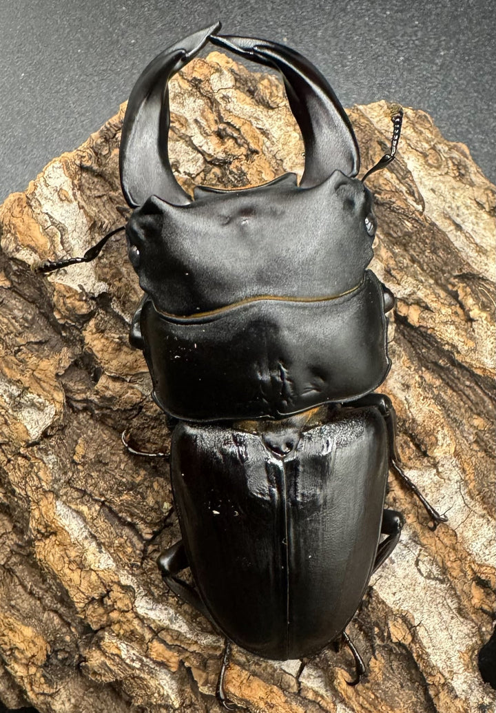 《ホペイオオクワ G160 74mm ペア》