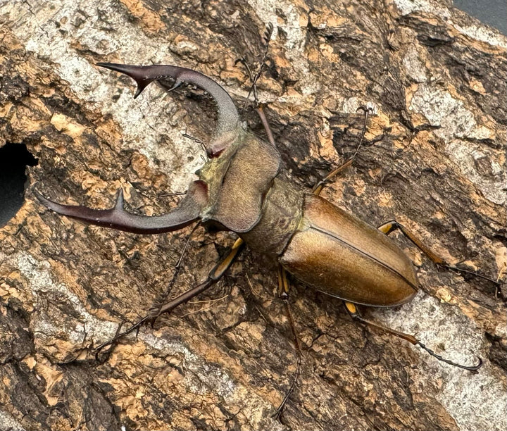 【WD】《フォルモサスミヤマクワガタ 52mm ペア》