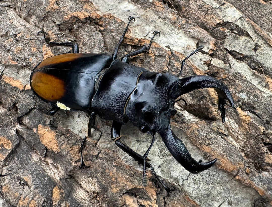 【WD】《セアカフタマタ（パリーフタマタ） 79mm ペア》