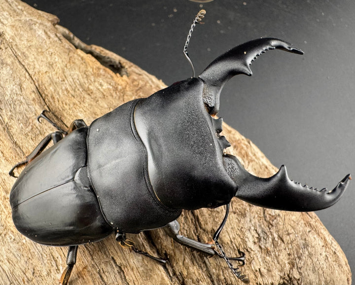 【WD】《マリンドッケヒラタ 82.5mm ペア》