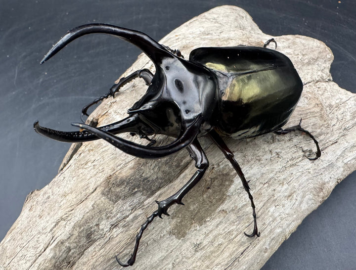 【WD】《アトラスオオカブト原名亜種 パロロ パル産 92mm ペア》