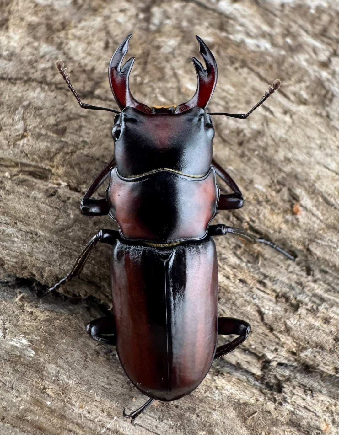 【WD】《アカヘリセスジ 28mm ペア》