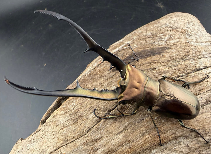 【WD】《メタリフェルホソアカ亜種finae 81.5mm ペア》