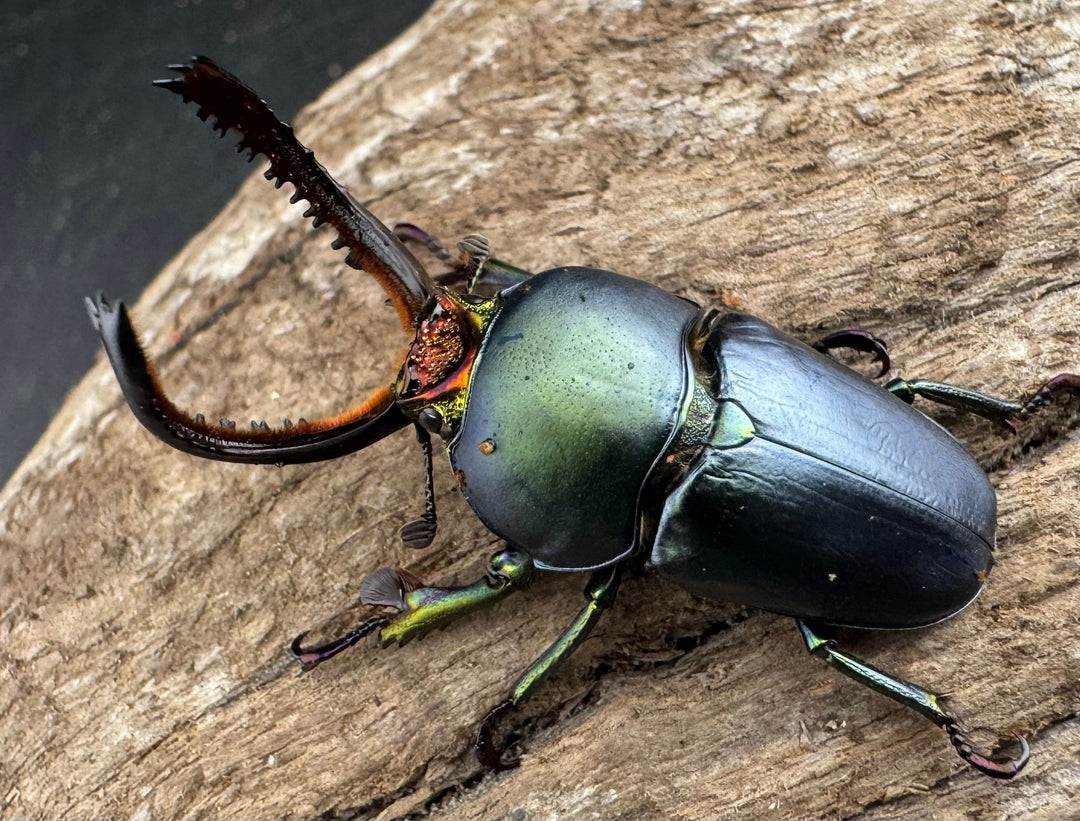 《パプアキンイロクワガタ 39mm ペア》