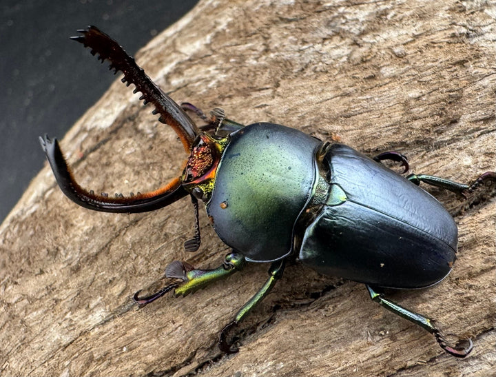 《パプアキンイロクワガタ 39mm ペア》
