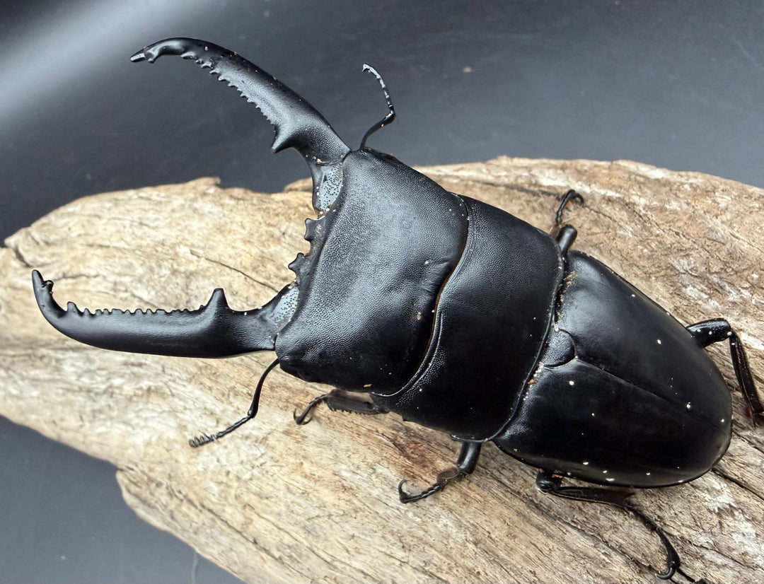 【WD】《パラワンオオヒラタ マンタリンガハン産 97mm ペア》