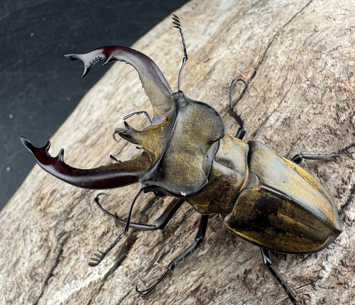 【WD】《チベットミヤマ亜種singularis 67mm ペア》