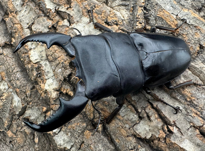 《スマトラオオヒラタ 97mm ペア》