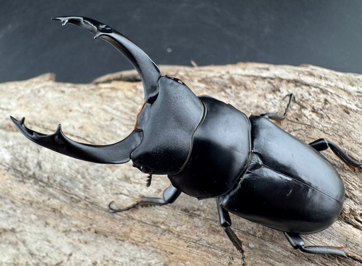 【WD】《ブラナウンコクワ 碧羅雪山産 64mm ペア》