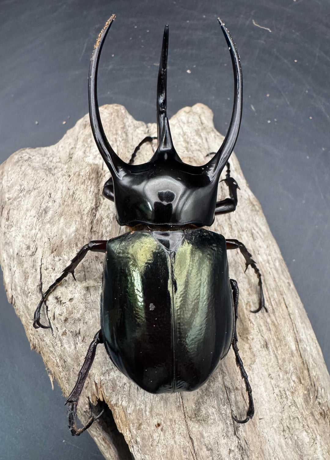 【WD】《ジャワコーカサスオオカブト 97.5mm ペア》