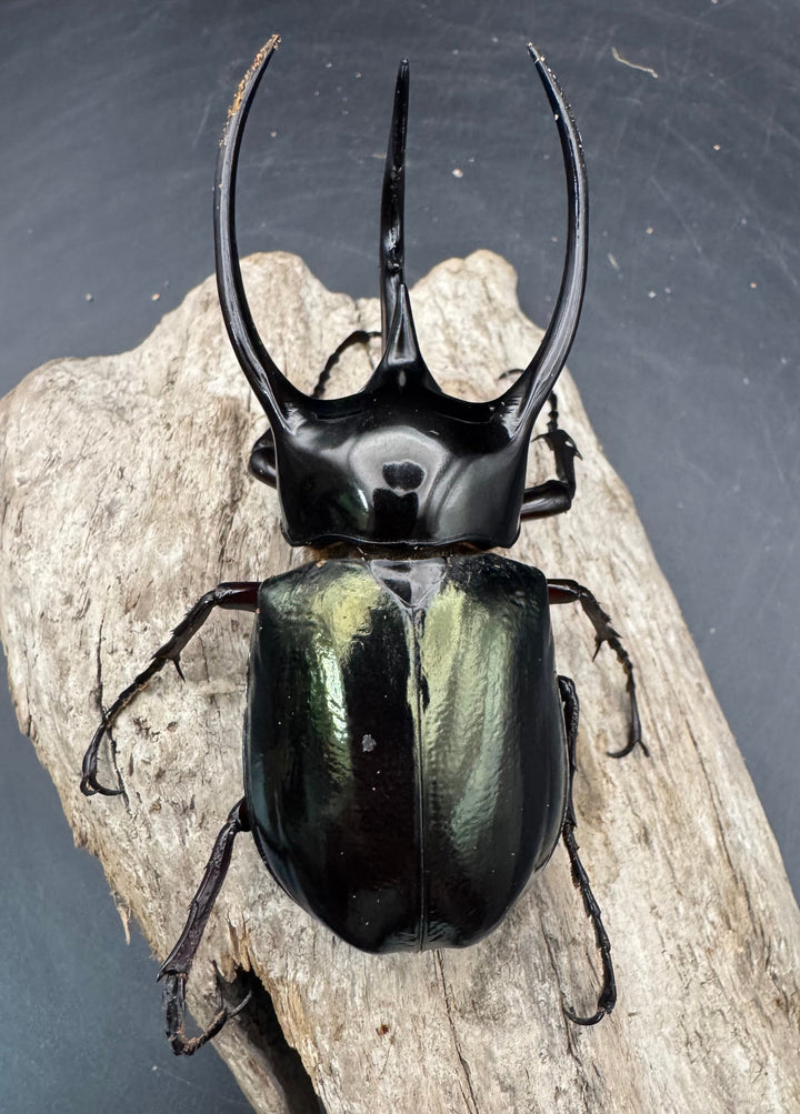 【WD】《ジャワコーカサスオオカブト 97.5mm ペア》