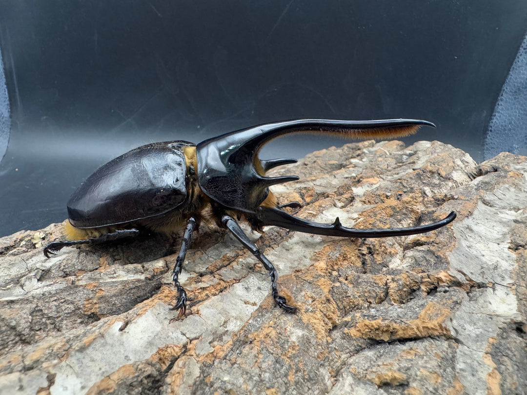 《ネプチューンオオカブト 118mm A'品ペア》