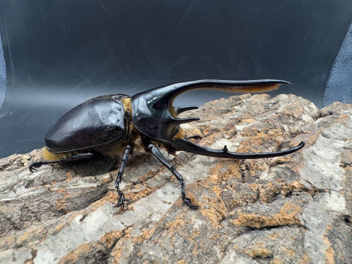 《ネプチューンオオカブト 118mm A'品ペア》