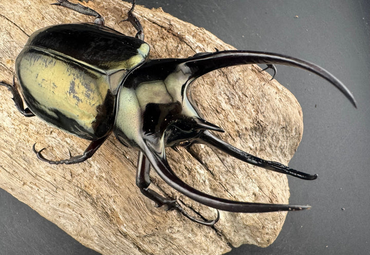 【WD】《ミンダナオアトラスオオカブト マラグサン産 95mm ペア》