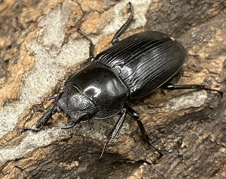 【WD】美麗種《ヨンレンセスジ ♀単》