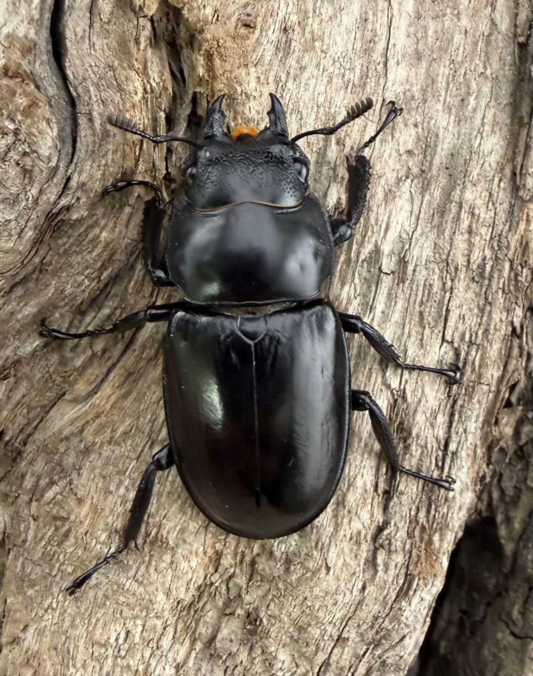 【WD】《ツカモトフタマタ 79mm ♂単》