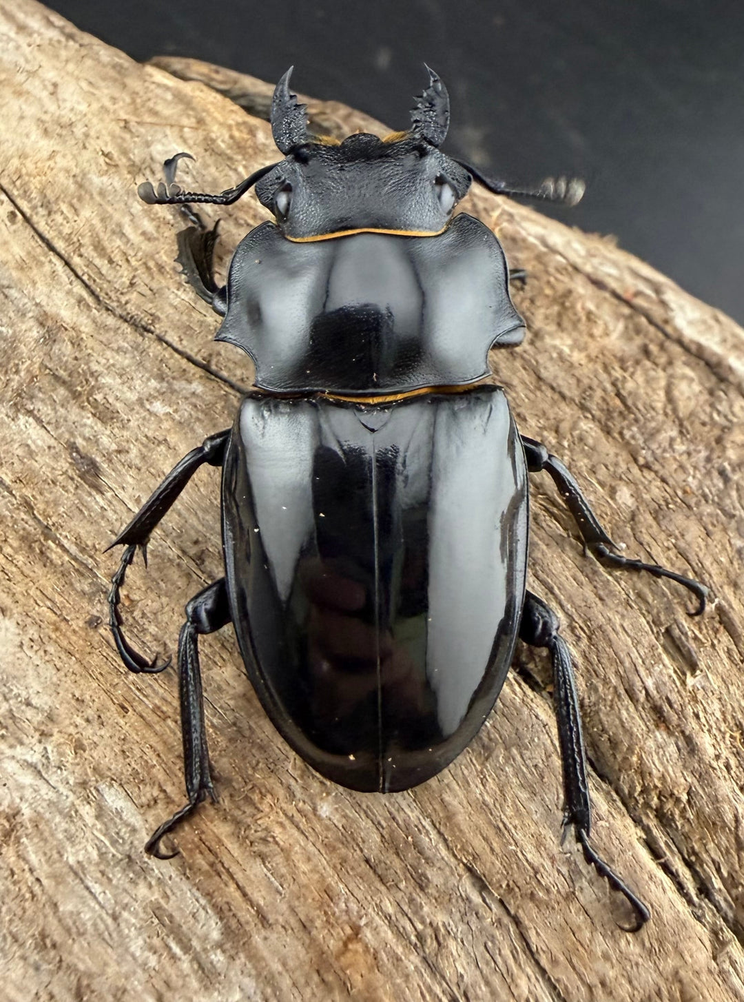 【WD】《インターメディアツヤクワガタ バタラザ産 95.5mm ペア》