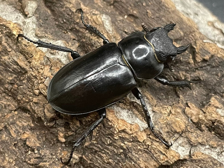 【WD】《ラサミヤマ（チョウセンミヤマ亜種lhasaensis） ♀単》