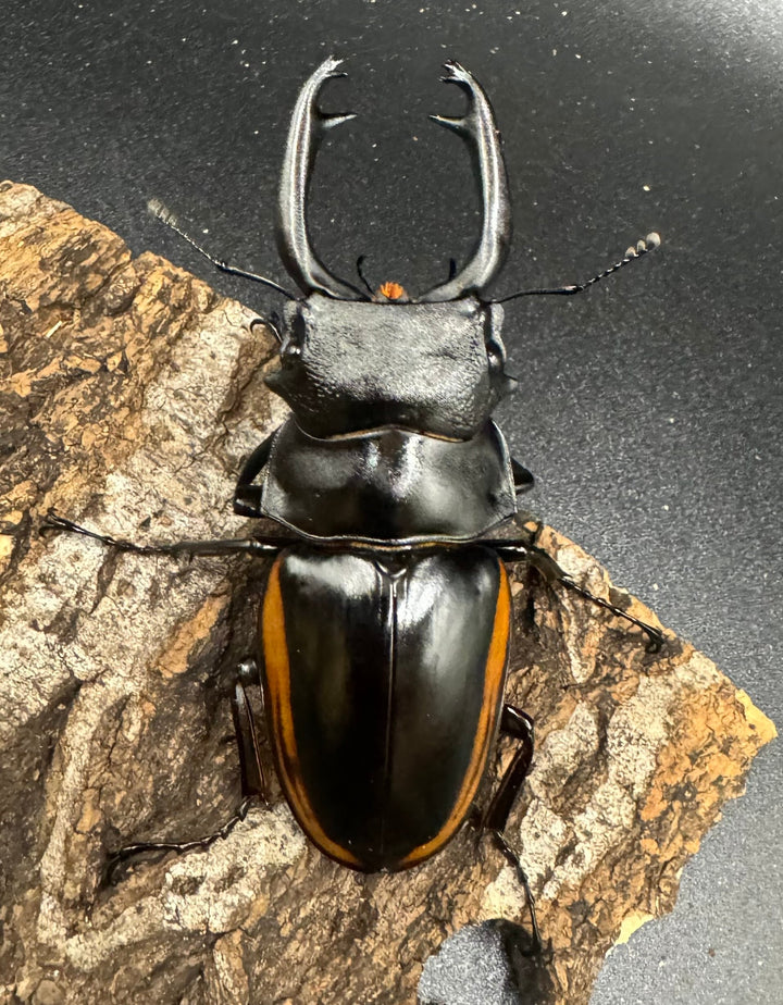 【WD】《スティーブンスツヤ亜種mamaesaensis 71mm ペア》