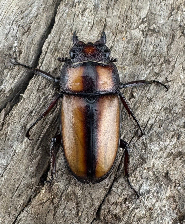 【WD】《スツラリスノコギリ 40mm ペア》