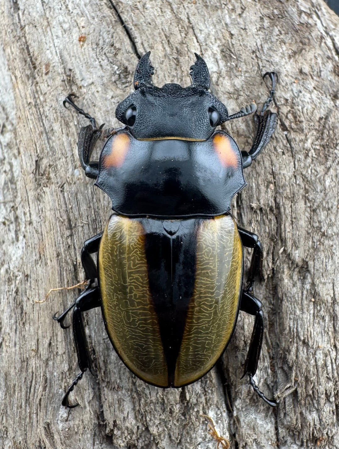 【WD】《ラコダールツヤクワガタ 73mm ペア》