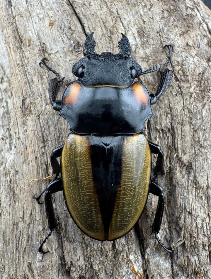 【WD】《ラコダールツヤクワガタ 73mm ペア》