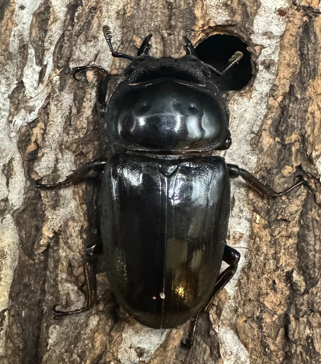 《インドグランディス亜種moriyai Garda95.0血統 70mm ペア》Soul氏ブリード個体