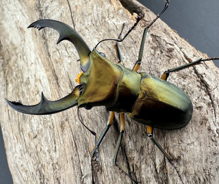 《エラフスホソアカ 55mm ペア》