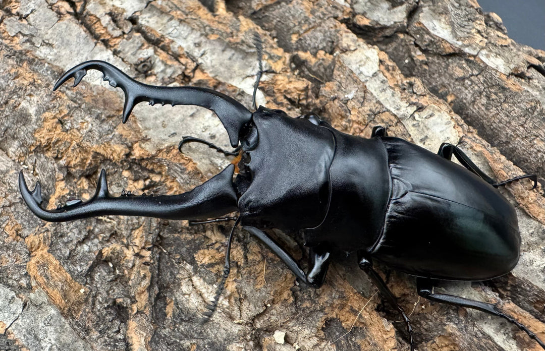 【WF1】《ギラファノコギリ原名亜種 タイ産 95mm ペア》①