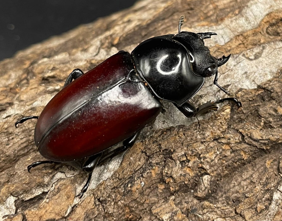 《アローコクワ亜種リエン 64mm ♂♀♀トリオ》