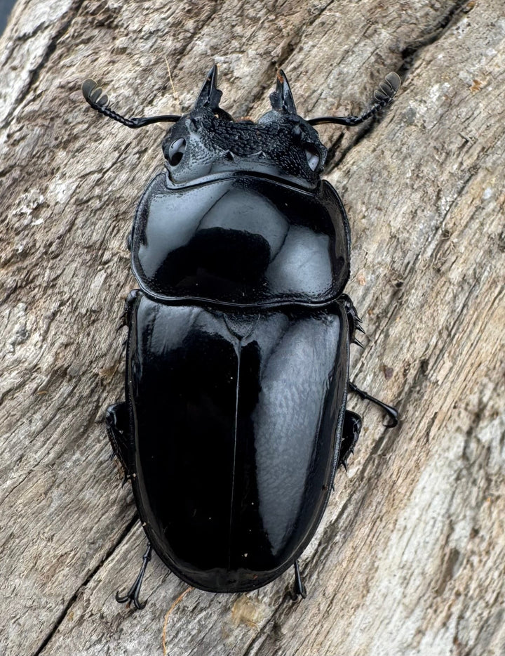 【赤目】《赤レギウスオオツヤクワガタ 61mm ペア》