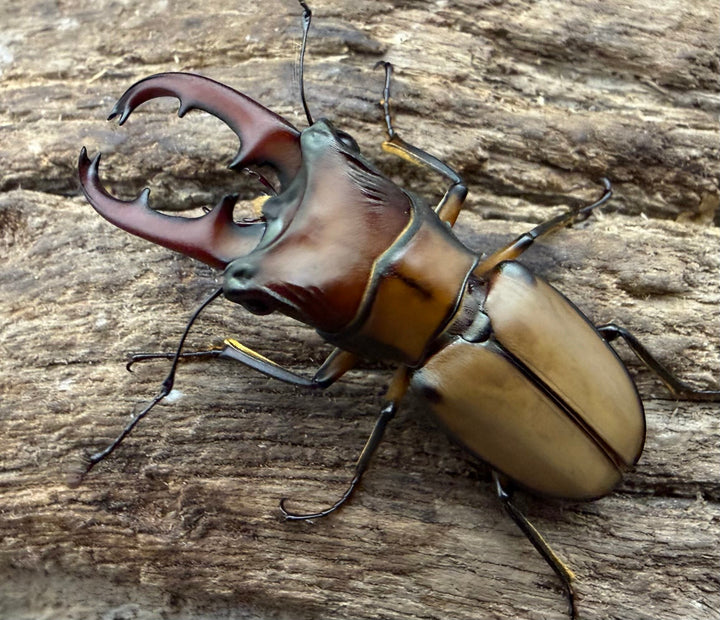 【F0】《エルサホソアカ 剣河県産 33.5mm ペア》
