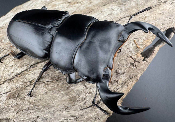 【WF1】《アンタエウスオオクワ カオバン産 78mm ペア》