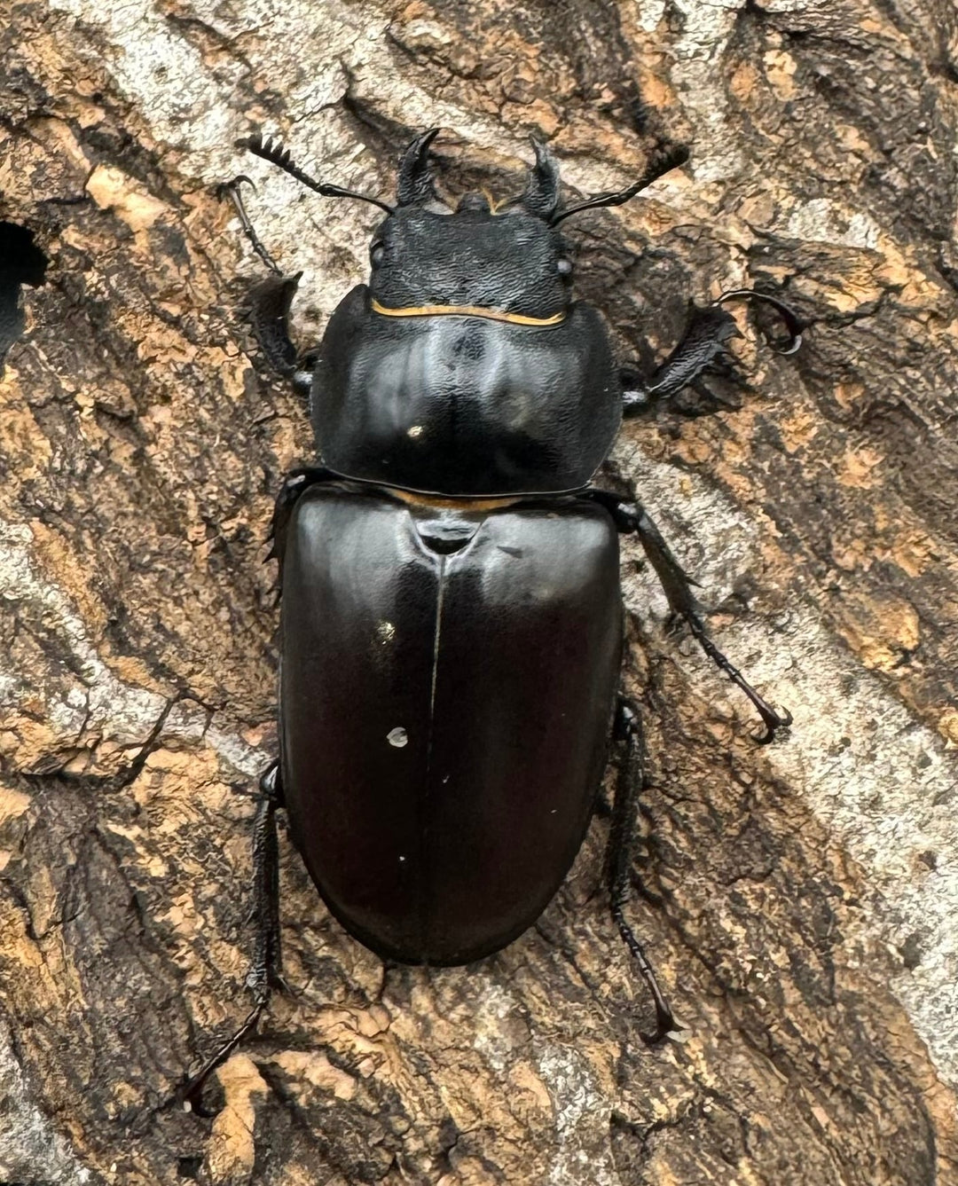 即ブリ《ヨーロッパミヤマ（ケルブスミヤマ） 70mm ペア》