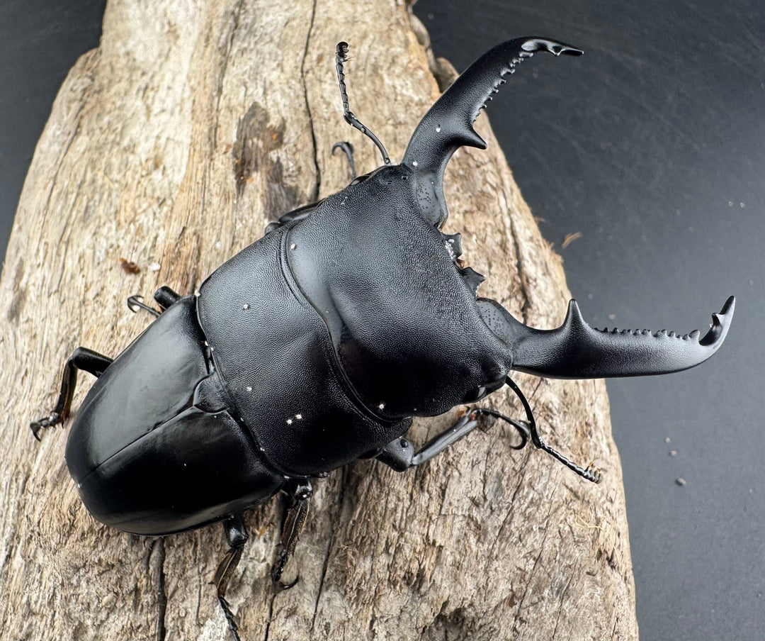 【WD】《パラワンオオヒラタ 87mm ペア》