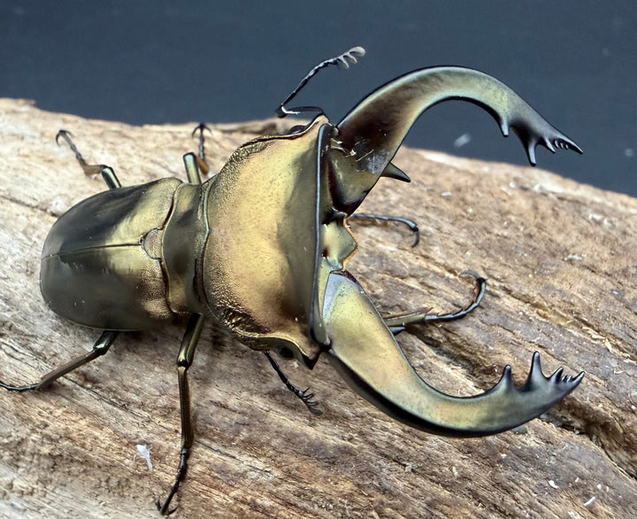 《スぺキオススホソアカ ベララベラ産 54mm ♂♀♀トリオ》