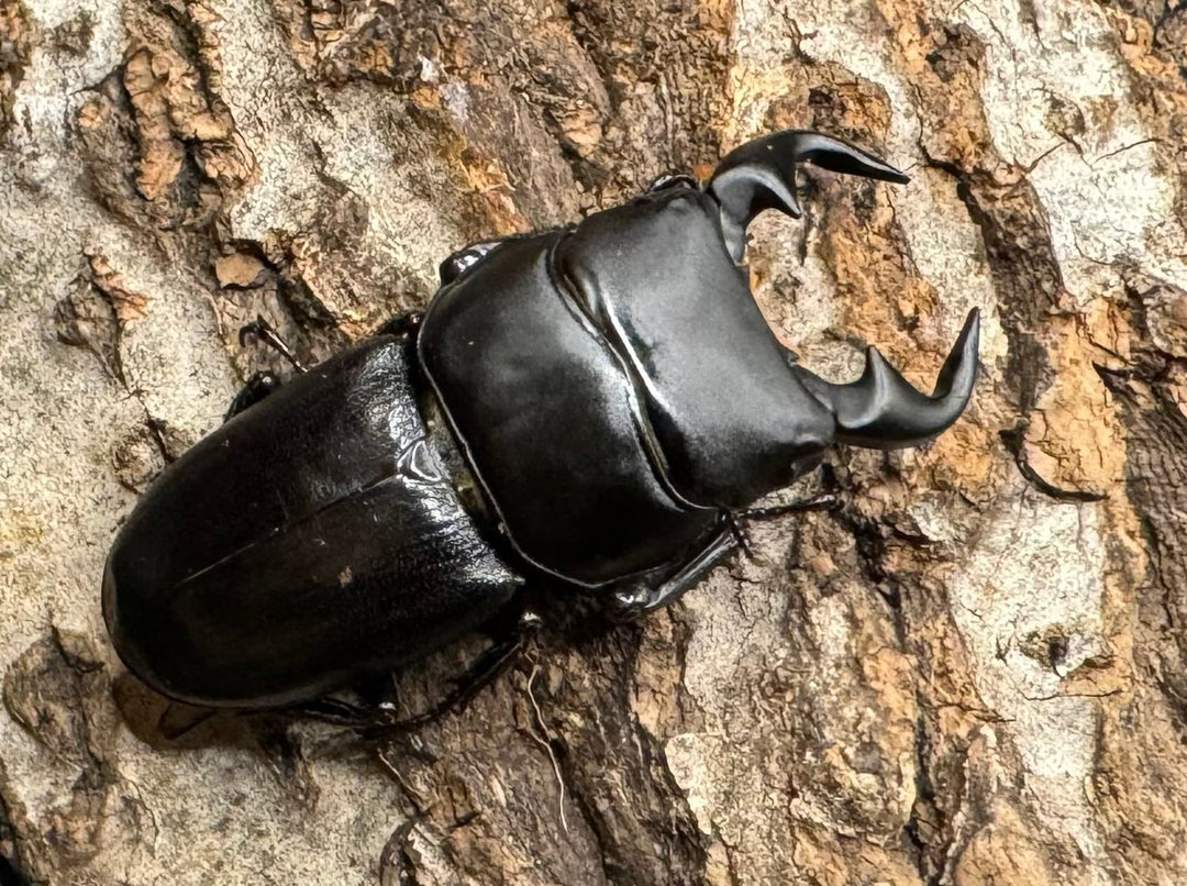 【WD】《ドルクス リンビン 40mm ♂♀♀トリオ》