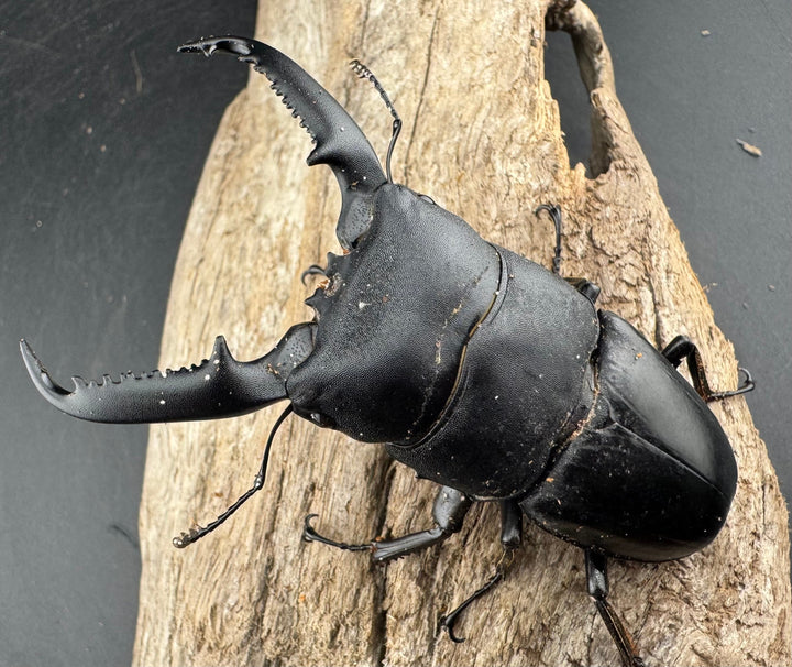 【WD】《パラワンオオヒラタ 87mm ペア》